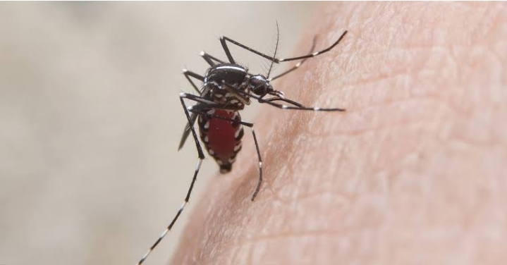 Região do Campo Belo tem 6 bairros com alto risco de dengue