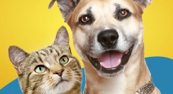 Clínica Veterinária Móvel oferece atendimento gratuito para cães e gatos no Jardim Marisa