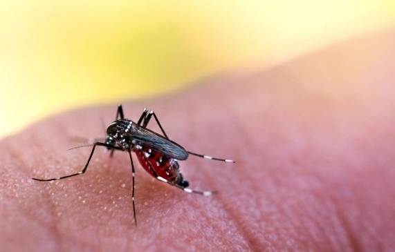 Campo Belo, Jardim São João e Cidade Singer I entram em alerta para alto risco de dengue em Campinas