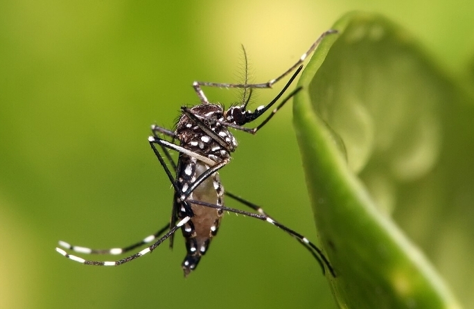 Dengue: 4 bairros da região estão em alto risco em Campinas
